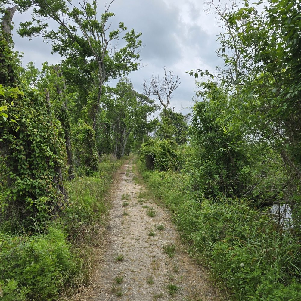Brazos Bend State Park - Parks Near Me - Needville, Texas