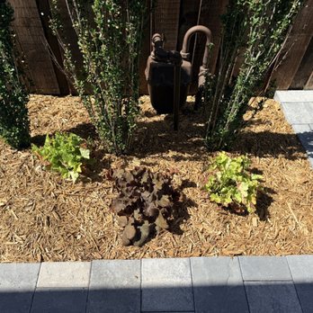 Plants & Planters - Burned plant from too much direct sun. - Nurseries & Gardening Near Me - Richardson, Texas Plants & Planters - Burned plant from too much direct sun. - Nurseries & Gardening Near Me - Richardson, Texas