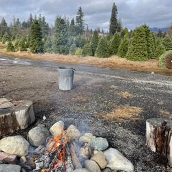 Papa's Tree Farm