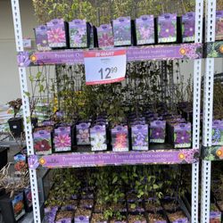 Bi-Mart Pharmacy - Clematis