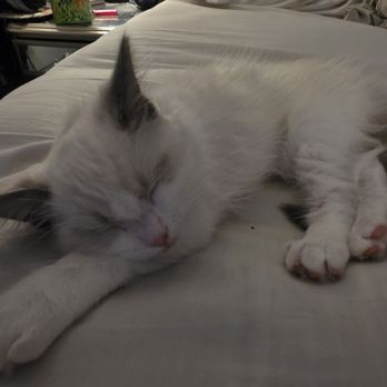 SD Ragdolls - Mushroom (Blue point ragdoll) - Pet Breeders Near Me - Beverly Hills, California SD Ragdolls - Mushroom (Blue point ragdoll) - Pet Breeders Near Me - Beverly Hills, California