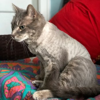 PetCare Clinic - Smee's summer trim from Dr Valenta and Adam - Veterinarians Near Me - Cross Plains, Wisconsin PetCare Clinic - Smee's summer trim from Dr Valenta and Adam - Veterinarians Near Me - Cross Plains, Wisconsin