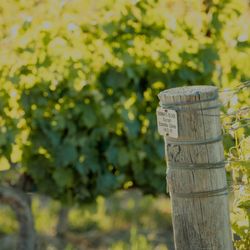 Melville Vineyards & Winery