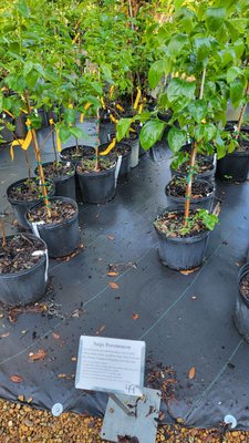 Tallahassee Nurseries by null