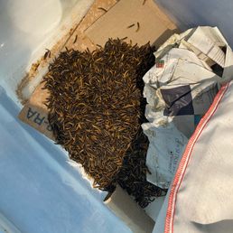 Rainbow Mealworms - Reptile Shops Near Me - Compton, California