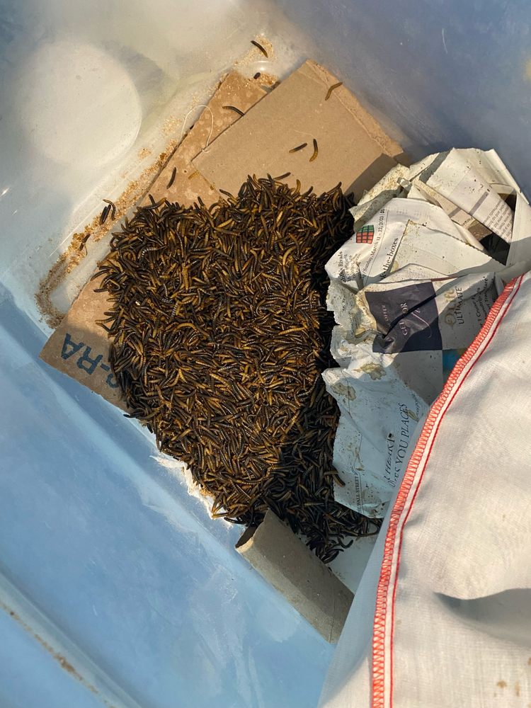 Rainbow Mealworms - Reptile Shops Near Me - Compton, California Rainbow Mealworms - Reptile Shops Near Me - Compton, California