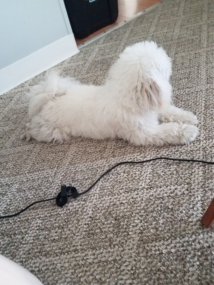 CURBSIDE MOBILE GROOMING 11 Photos Pet Groomers Spring Hill, FL