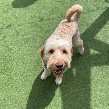 Skiptown - Puppy!! - Dog Parks Near Me - Charlotte, North Carolina Skiptown - Puppy!! - Dog Parks Near Me - Charlotte, North Carolina