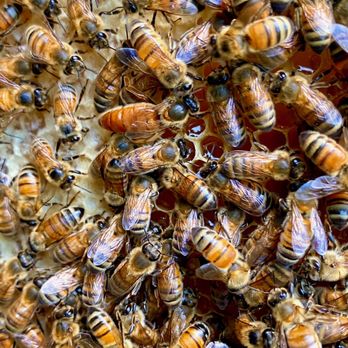Beetriever Apiary - Pest Control Near Me - High Point, North Carolina Beetriever Apiary - Pest Control Near Me - High Point, North Carolina