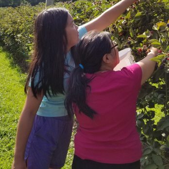 Dr. Young's Pond Berry Farm - Family picking - Fruits & Veggies Near Me - Angier, North Carolina Dr. Young's Pond Berry Farm - Family picking - Fruits & Veggies Near Me - Angier, North Carolina