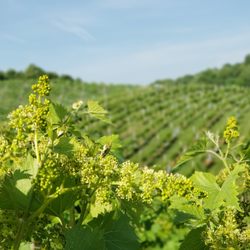 Wineries In Banner Elk Yelp