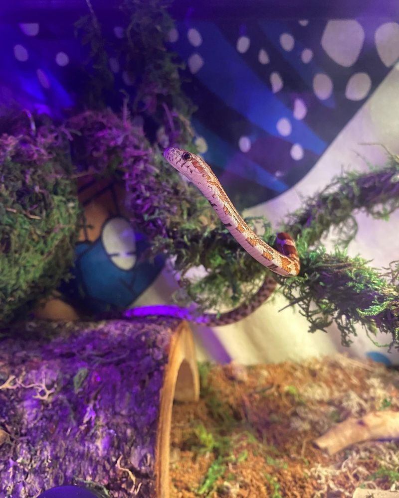 CORRALITOS FEED AND PET SUPPLIES Updated July 2024 1486 Freedom