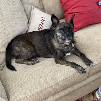 Golden Gate Veterinary Specialists - One month after surgery - Veterinarians Near Me - San Rafael, California