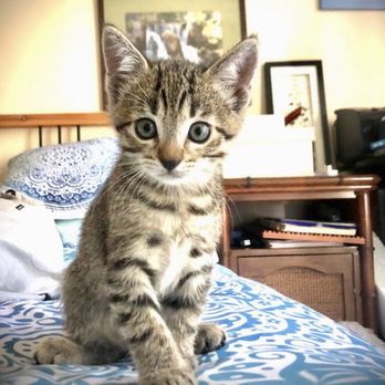 Southern Counties Rescue - Pet Adoption Near Me