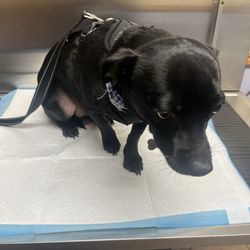 Hope Veterinary Care - Mowgli was a little scared but so so brave