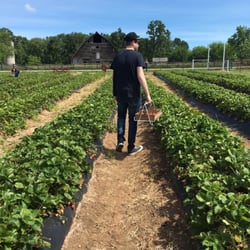 Swiss Berry Patch