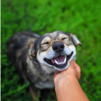 Jimmy's Poo Crew - We love dogs! Follow us on Facebook, Instagram and Twitter - Pet Waste Removal Near Me - Fresno, California Jimmy's Poo Crew - We love dogs! Follow us on Facebook, Instagram and Twitter - Pet Waste Removal Near Me - Fresno, California
