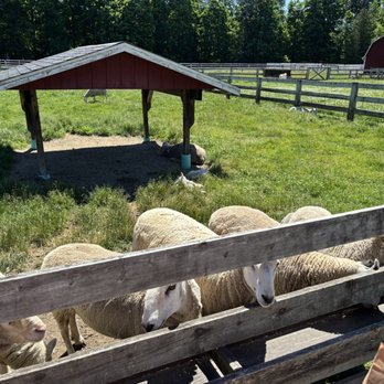 The Farm - Sheep - Farms Near Me - Sturgeon Bay, Wisconsin The Farm - Sheep - Farms Near Me - Sturgeon Bay, Wisconsin
