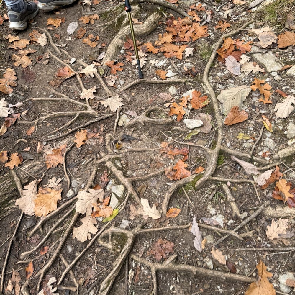 Bledsoe Creek State Park - Fall leaves begin to fall - Parks Near Me - Gallatin, Tennessee