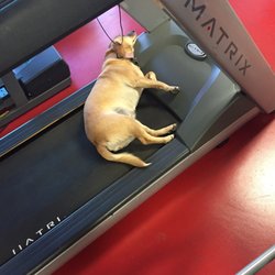 Muscle by Russell - Baby Muscles watching her dad train!
