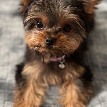 Pupper Club - Pet Groomers Near Me - San Diego, California