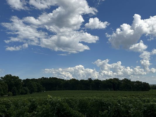 Rosewood Estates Winery by null