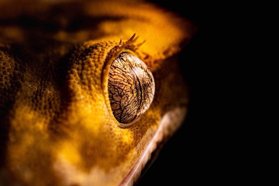 Animal Ark Image