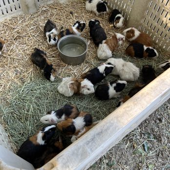 Golden State Hay - Get a guinea pig! They have PLENTY! Rescued from the fire..... - Livestock Feed & Supply Near Me - Santa Paula, California Golden State Hay - Get a guinea pig! They have PLENTY! Rescued from the fire..... - Livestock Feed & Supply Near Me - Santa Paula, California