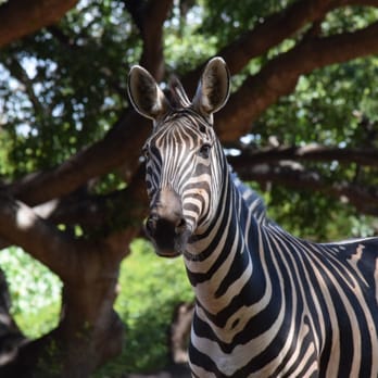 Honolulu Zoo - Zebra - Zoos Near Me - Honolulu, Hawaii Honolulu Zoo - Zebra - Zoos Near Me - Honolulu, Hawaii