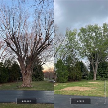 Mathews Tree Service - Tree Services Near Me - Old hickory , Tennessee Mathews Tree Service - Tree Services Near Me - Old hickory , Tennessee