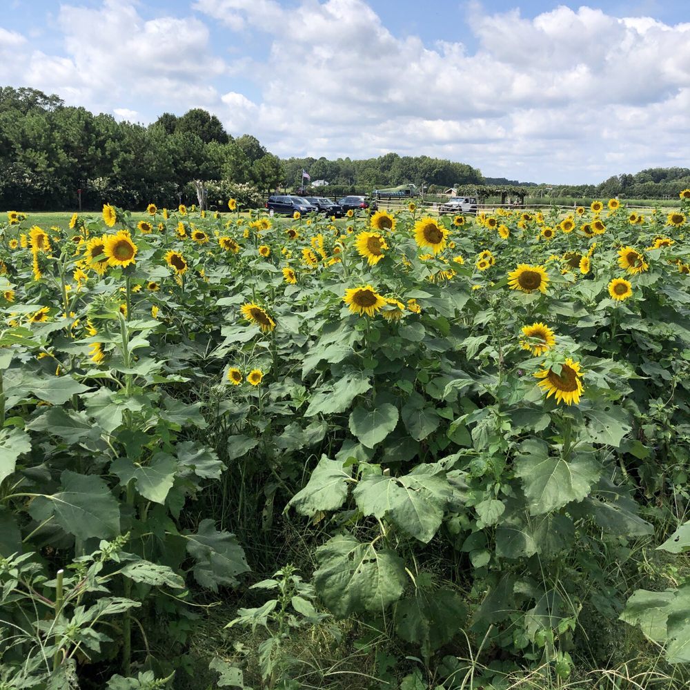 Sunflower patch Sunflower patch