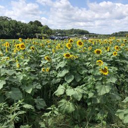 Sunflower patch