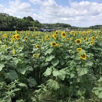 Sneads Farm - Sunflower patch - Fruits & Veggies Near Me - Fredericksburg, Virginia