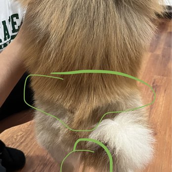 21 Pooch - Random Hair strings and obvious unaligned cutting. I'm not sure what fade this even is. - Pet Groomers Near Me - Los Angeles, California 21 Pooch - Random Hair strings and obvious unaligned cutting. I'm not sure what fade this even is. - Pet Groomers Near Me - Los Angeles, California