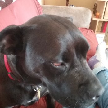 Burney Veterinary Hospital - This is our little girl Mia. - Veterinarians Near Me - Burney, California Burney Veterinary Hospital - This is our little girl Mia. - Veterinarians Near Me - Burney, California