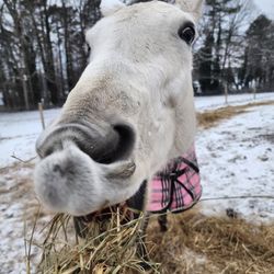 Trinity Stables - Hello grace