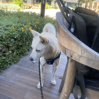 Wall Writers Coffee - My pup - Coffee & Tea Near Me - Irvine, California Wall Writers Coffee - My pup - Coffee & Tea Near Me - Irvine, California