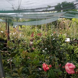Presti Nursery