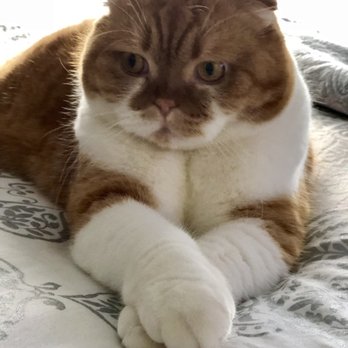Luxury Kittens Scottish Fold - Pet Stores Near Me - Brooklyn, New York