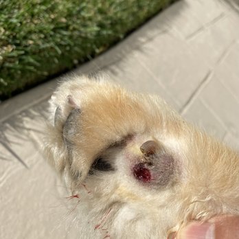Moises Mobile Grooming - Pet Groomers Near Me
