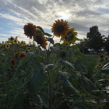Johnson's Corner Farm - Fruits & Veggies Near Me - Medford, New Jersey