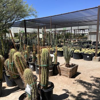 Green Things - Nurseries & Gardening Near Me - Tucson, Arizona Green Things - Nurseries & Gardening Near Me - Tucson, Arizona