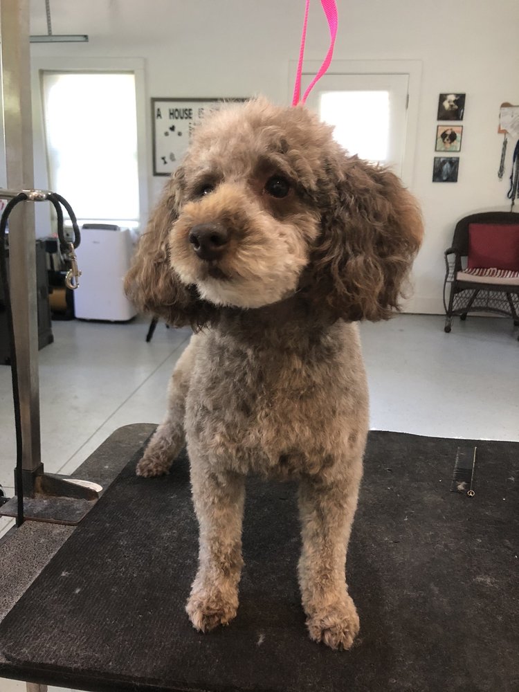 FURBULAS DOGS Updated August 2024 29 Photos 207 Anchorage Dr