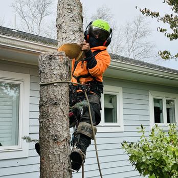 LT Tree Service - Tree removal - Tree Services Near Me - Lynn, Massachusetts LT Tree Service - Tree removal - Tree Services Near Me - Lynn, Massachusetts