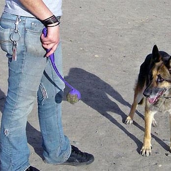 Magnuson Park Off-Leash Area - Nikki really wants that ball. - Dog Parks Near Me - Seattle, Washington