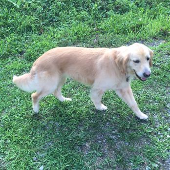 Lansing Grooming Spa - Happy puppy - Pet Groomers Near Me - Lansing, New York