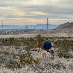 Vegas K9 Adventures - Wilderness Hiking