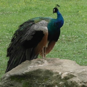 Noah's Ark Animal Sanctuary - peacock - Animal Shelters Near Me - Locust Grove, Georgia