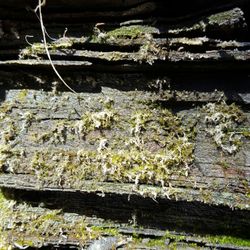 Browns Woods State Park - Layers