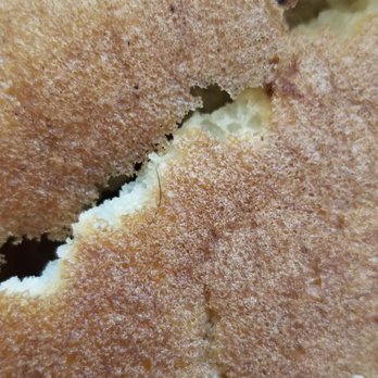 Bill's Cafe - Hair in my pancake... - Breakfast & Brunch Near Me - Fremont, California Bill's Cafe - Hair in my pancake... - Breakfast & Brunch Near Me - Fremont, California